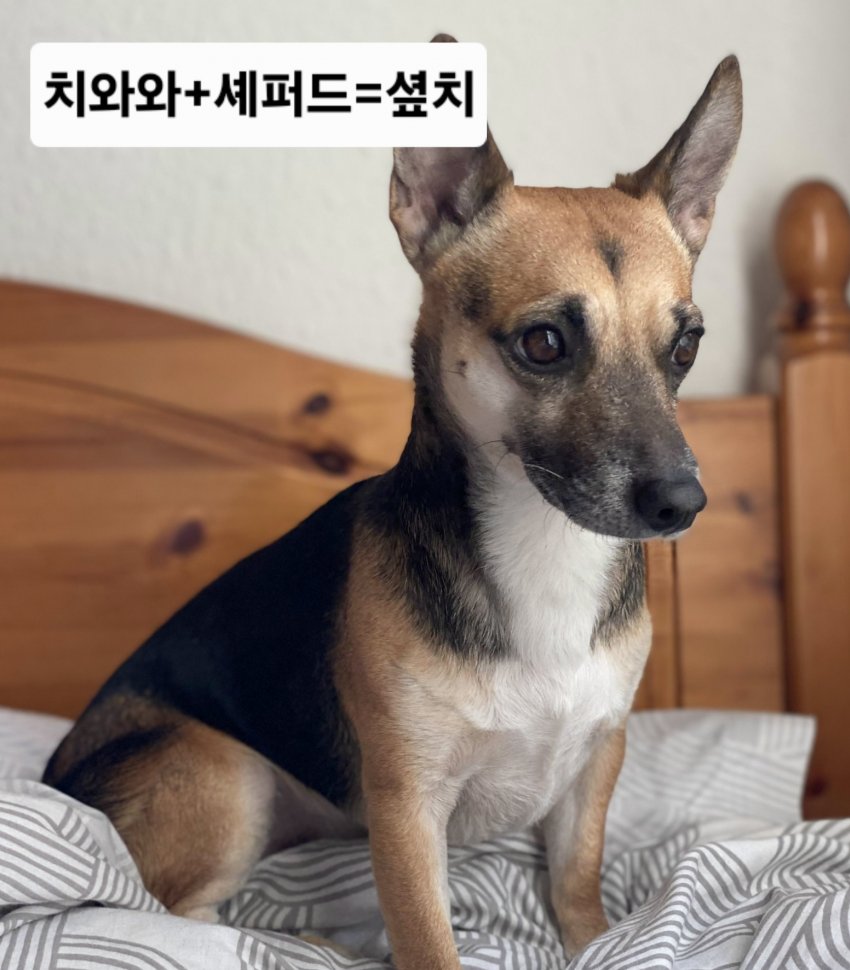싱글벙글 래딧에 유행한다는 미친 짓 (22)
