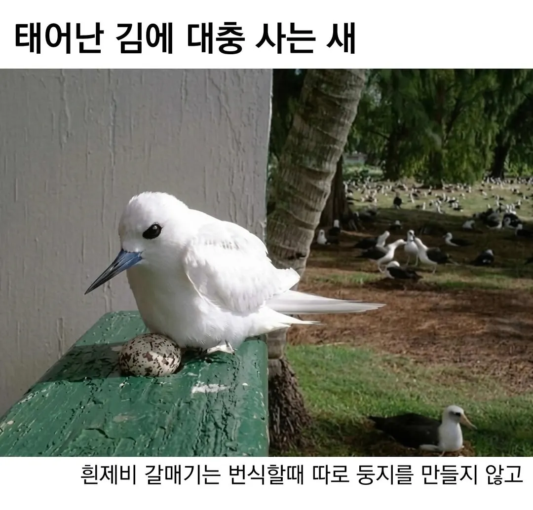 태어난 김에 대충 사는 새