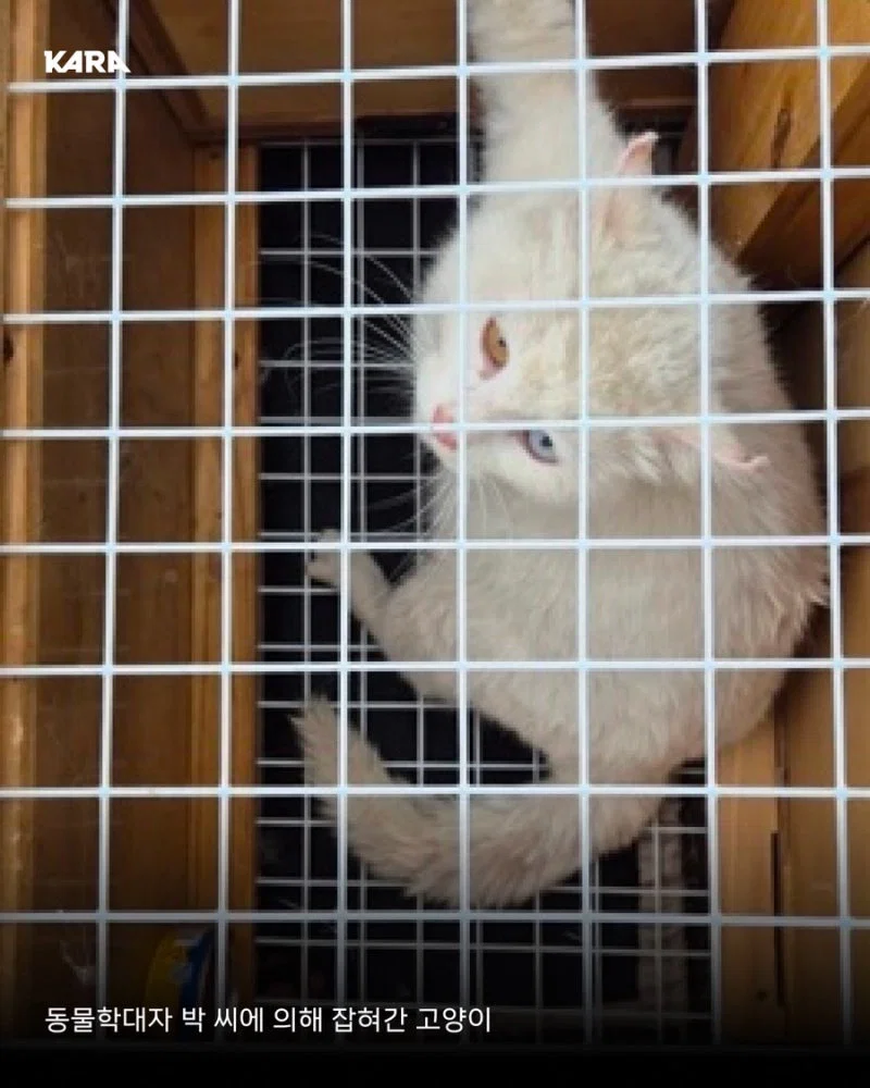 길고양이 갯벌에 무단 방사해서 익사시키고 캣맘 조롱한 남성 동물학대죄 인정 받음 (5)