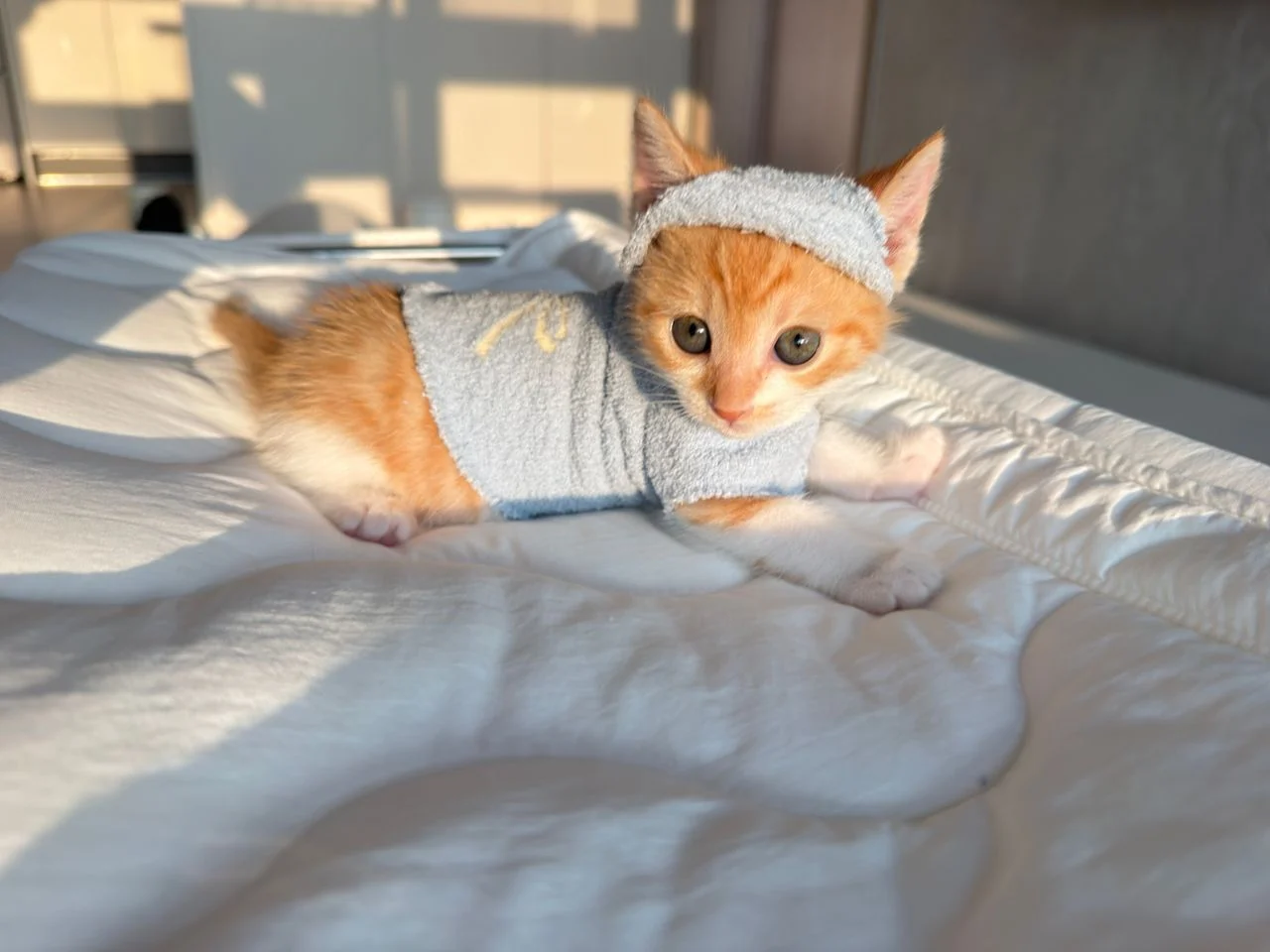 다이소 산 옷을 입는 고양이 (10)