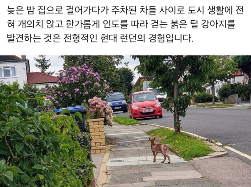 영국에서 단또를 몰아내고 거리를 지배하는 동물들.. (23)