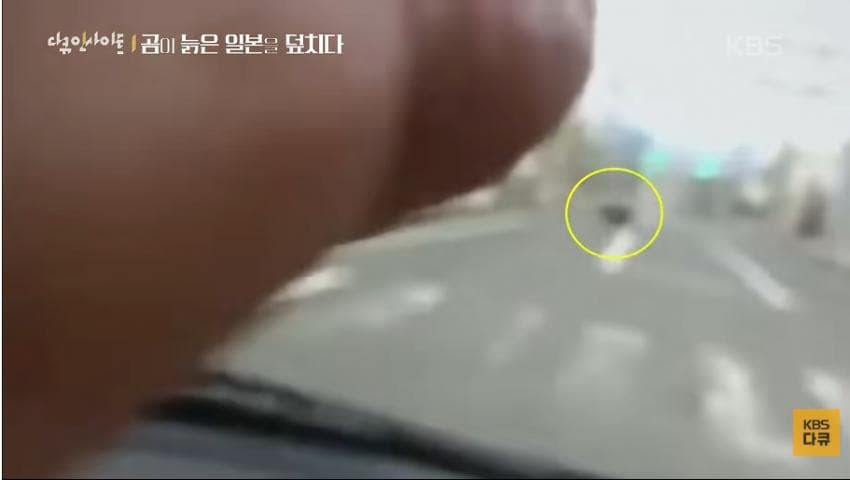 곰이 늙은 일본을 덮치다. 여고생 덮친 아키타 반달곰,, (5)