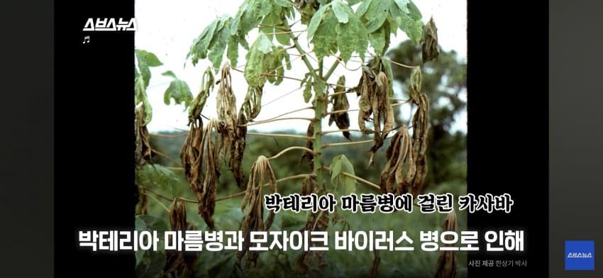 싱글벙글 아프리카 한국인 대추장님 (5)