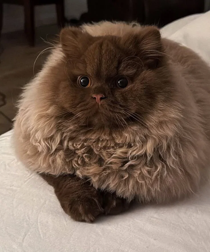 맘마를 맛있게 먹은게 분명한 아기냥이 (18)
