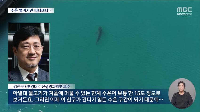 국민 상어 부캉이, 새끼 낳았나 (21)