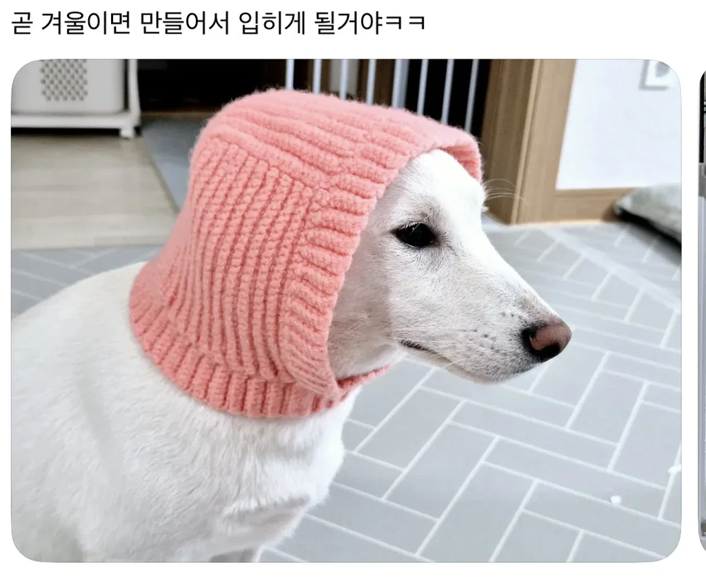 강아지 옷 샀는데 너무 과한가..? (8)