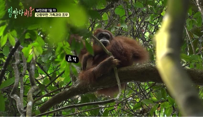 싱글벙글 정글에서 만나면 위험한 동물 (5)