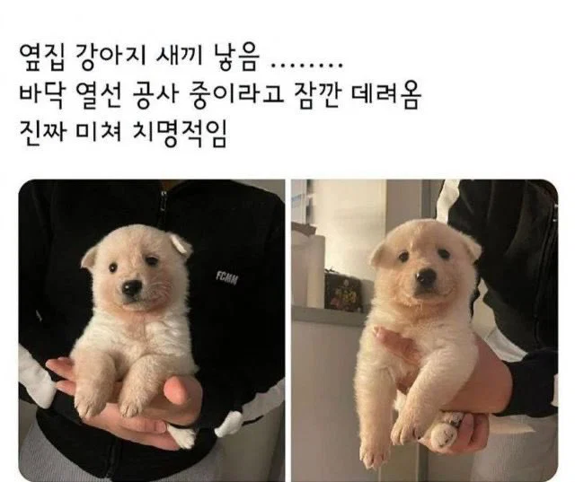 미용실 보냈는데 푸들이 실종되고 아기양으로 돌아왔습니다 (25)