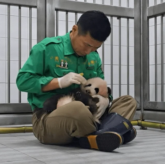 할부지 품안에서 녹아버린 슈크림🐼🩵 (2)