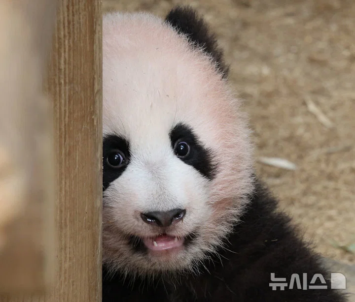 혼자서도 잘 노는 막둥이 슈바오🐼🩵 (17)