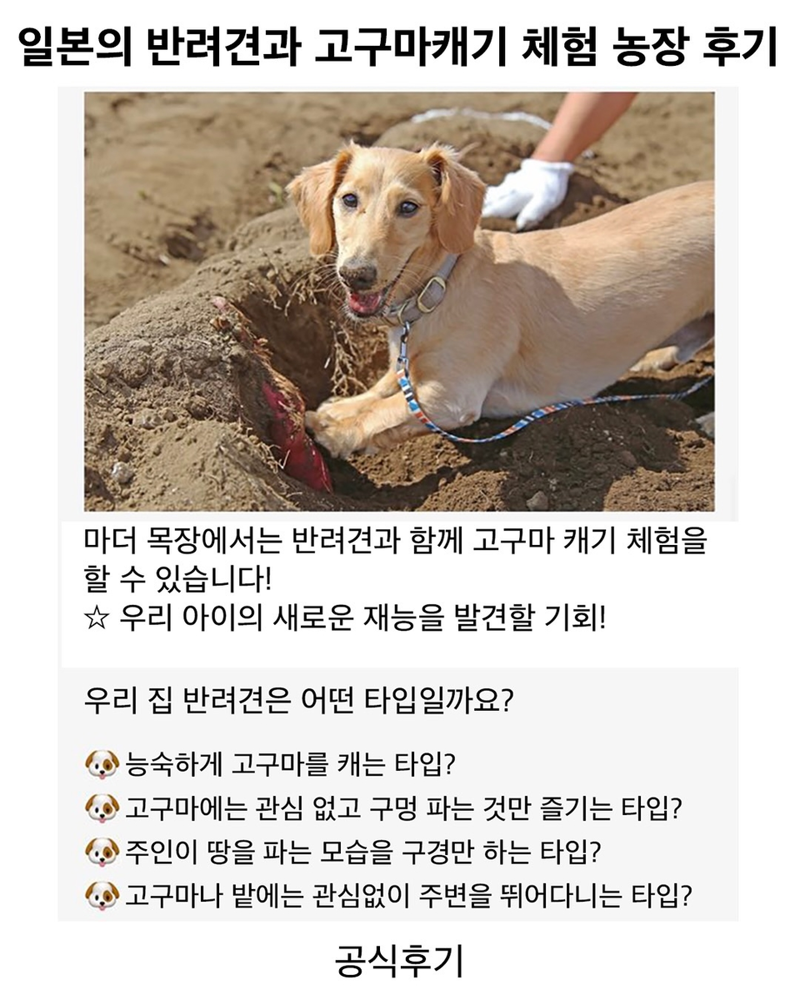 애완견과 고구마캐기 체험 후기