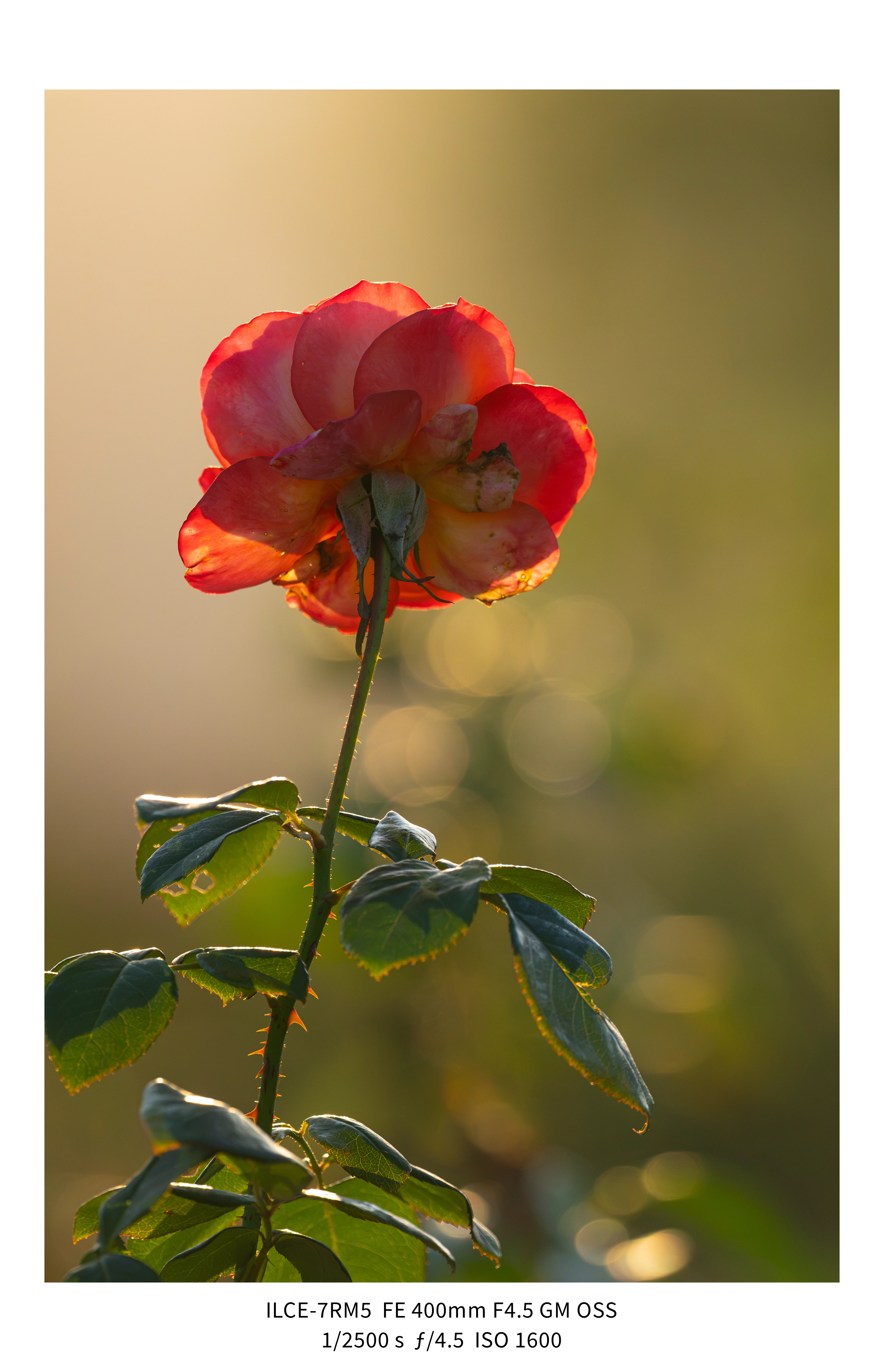 애기사백금(400mm F4.5 GM) non-새찍 작례 (25장) (17)