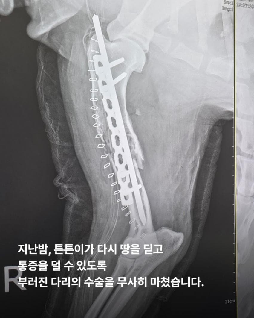 싱글벙글 7시간동안 수로에 빠져 가만히 있던 리트리버 근황 (9)