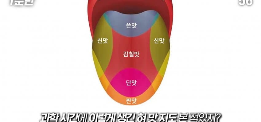 학교에서 배운 '혀 맛' 지도가 잘못됐다..? (2)
