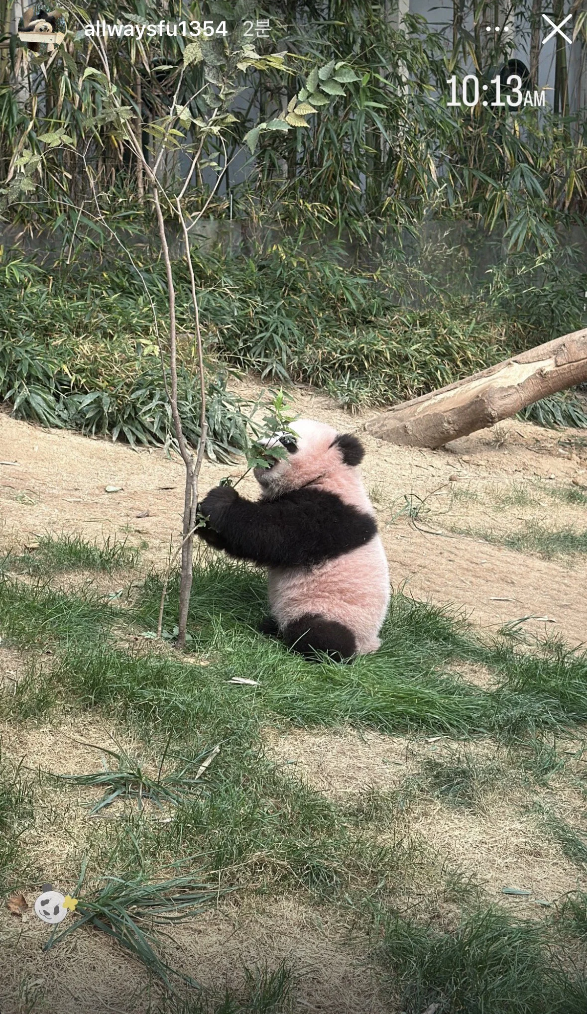 오늘 정식 데뷔한 슈바오🐼🩵 (6)