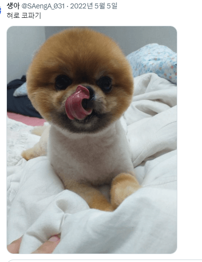 싱글벙글 반가우면 민머리 되는 댕댕이들 (6)
