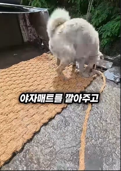 평생 목욕 한번 안 해본 차고지 지킴이 2살 한성이의 생애 첫 목욕대작전 (16)
