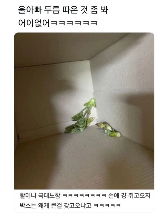 울아빠 두릅 따온 것 좀 봐