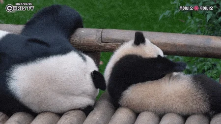 아이바오 따라하는 후이바오 🐼❤🩷 (19)