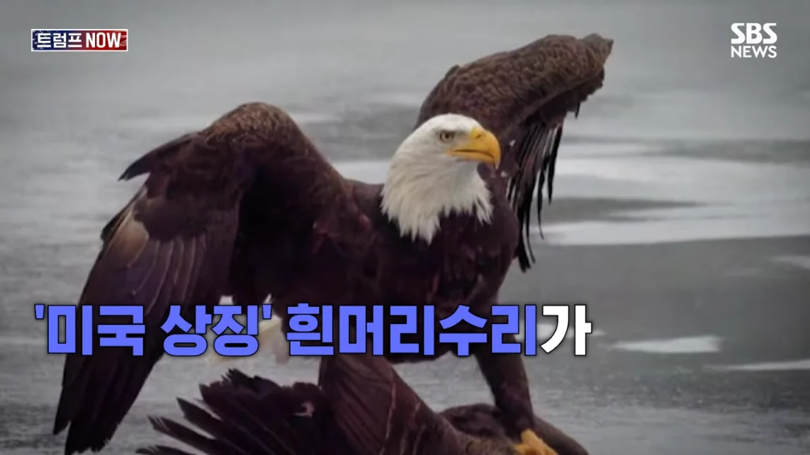SBS 뉴스 - 미국에 전력 끊어! 중국이야 우리야 똘똘 뭉친 '원팀 캐나다' 분노 폭발.전 세계가 참았지 트럼프 .jpeg.png