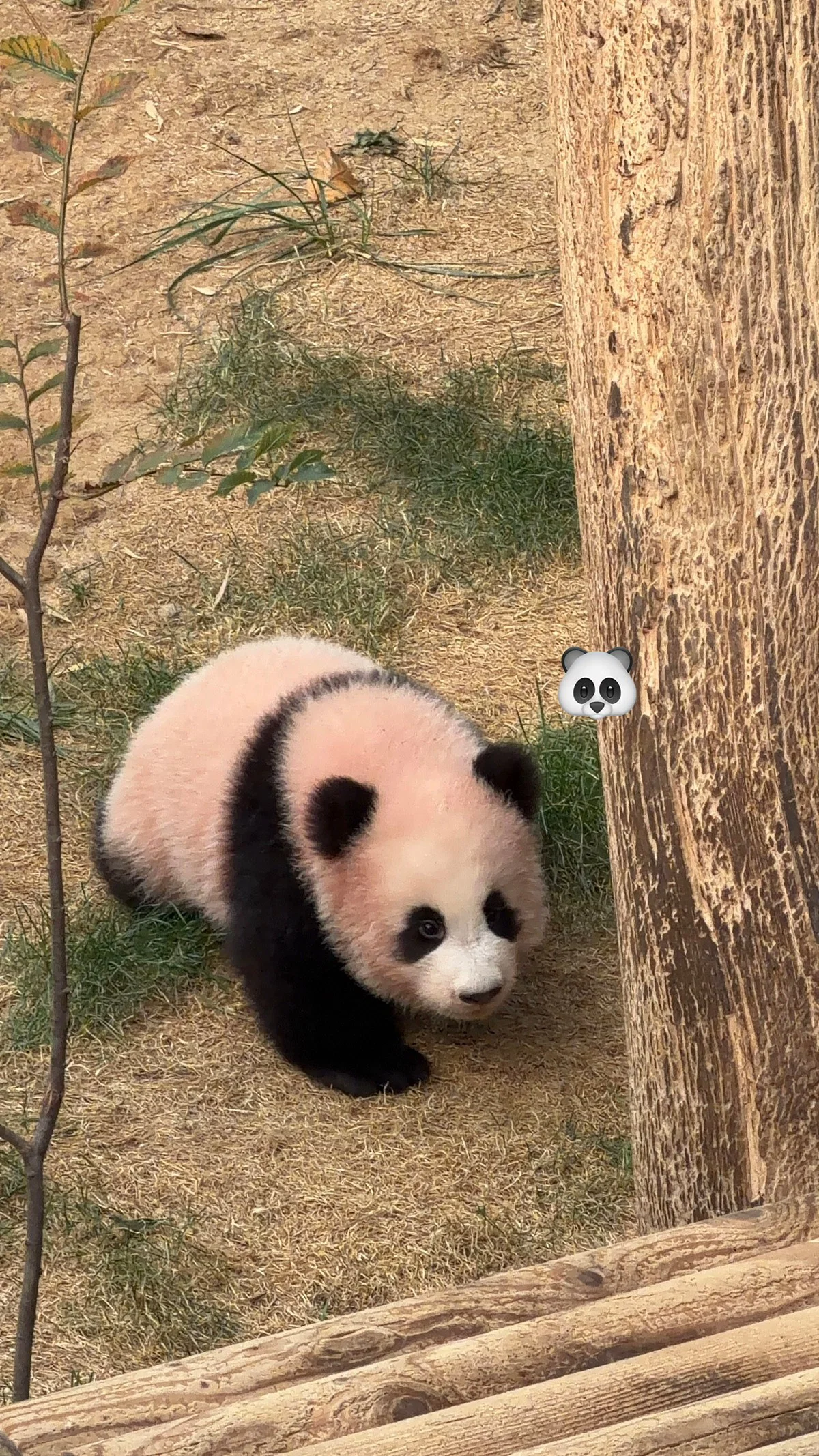 오늘 정식 데뷔한 슈바오🐼🩵 (7)
