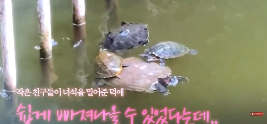 큰 거북이 곤경에 처하자 헤엄쳐간 작은 영웅들 (11)
