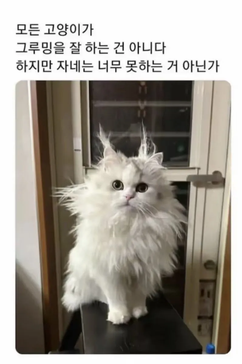 고양이가 그루밍을 잘 못하면 생기는 일
