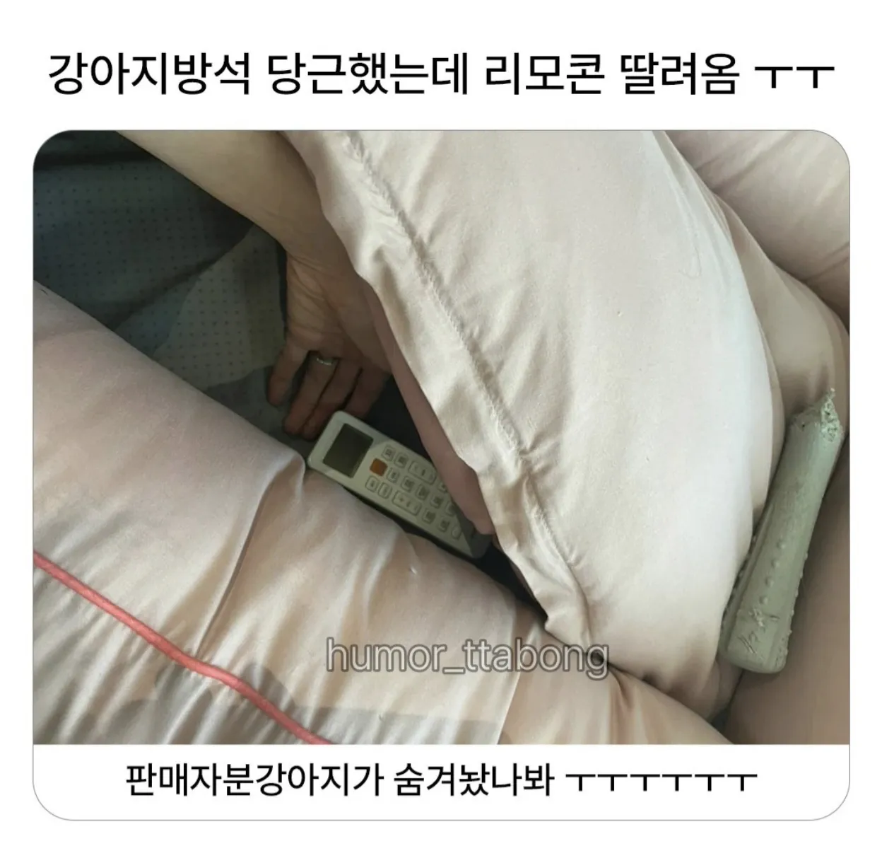 강아지방석 당근했는데