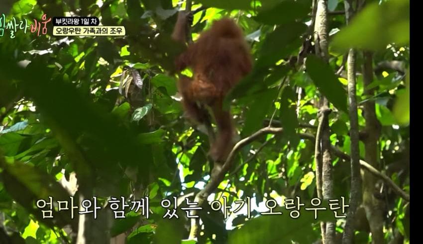 싱글벙글 정글에서 만나면 위험한 동물 (2)