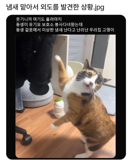미용실 보냈는데 푸들이 실종되고 아기양으로 돌아왔습니다 (65)