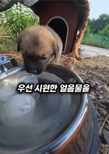 조회수1500만 견주 허락 없이 1개월 아기 강아지 그늘막 설치 사연, (36)