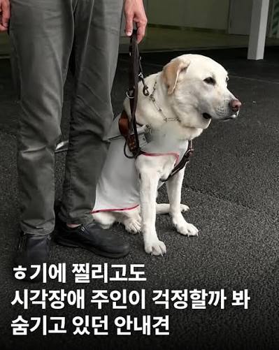 훌쩍훌쩍 안내견의 마지막 (2)