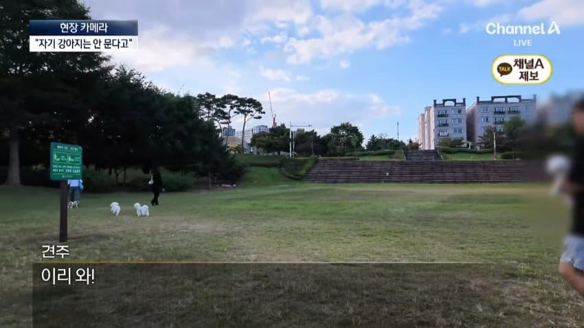 채널a) 단속원 퇴근하자...공원이 '개판' (28)