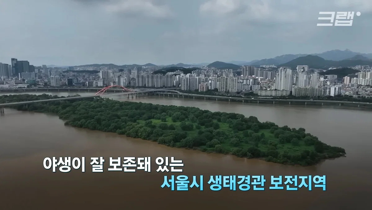 새들에겐 거의 전쟁난 수준이라는 불꽃축제 (54)