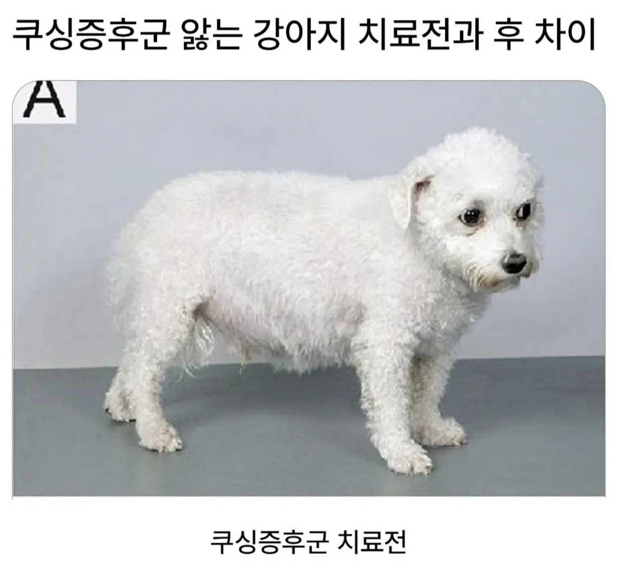 쿠싱증후군앓는 강아지 치료전후 차이