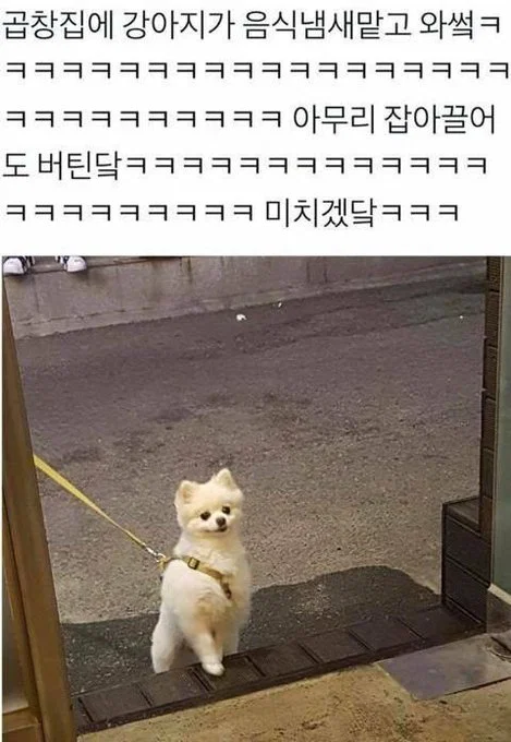 미용실 보냈는데 푸들이 실종되고 아기양으로 돌아왔습니다 (53)