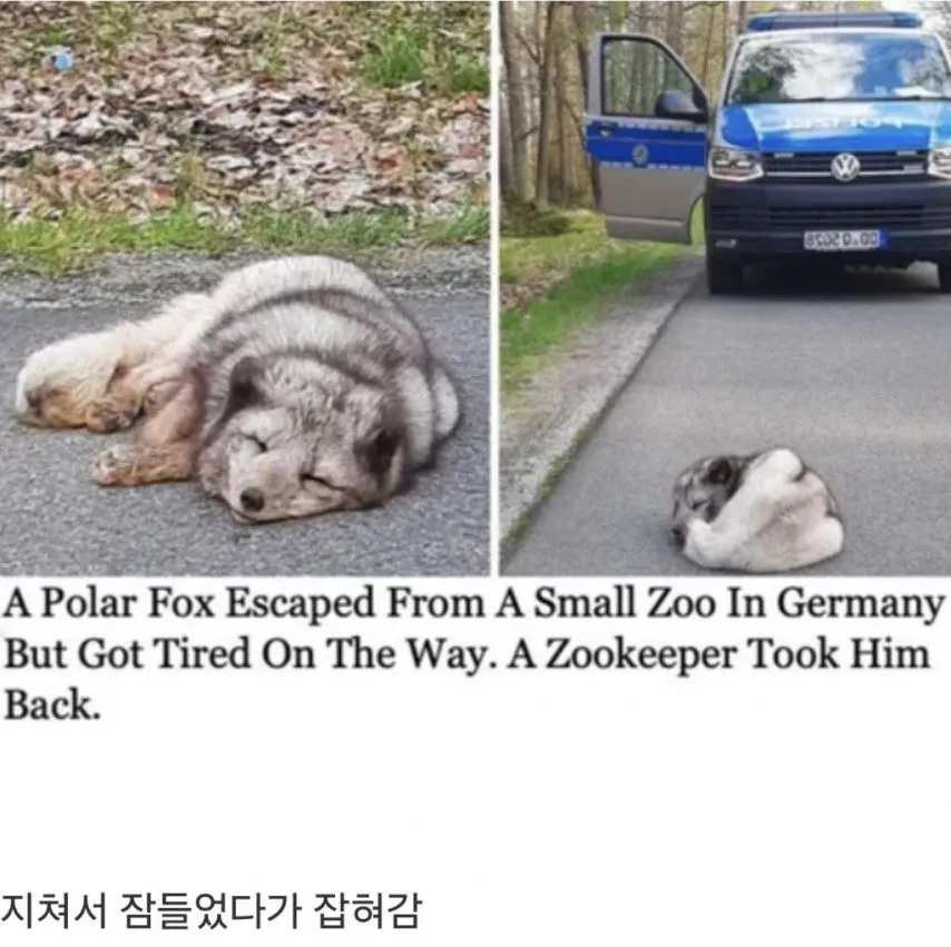 동물원에서 탈출한 북극여우는 결국...