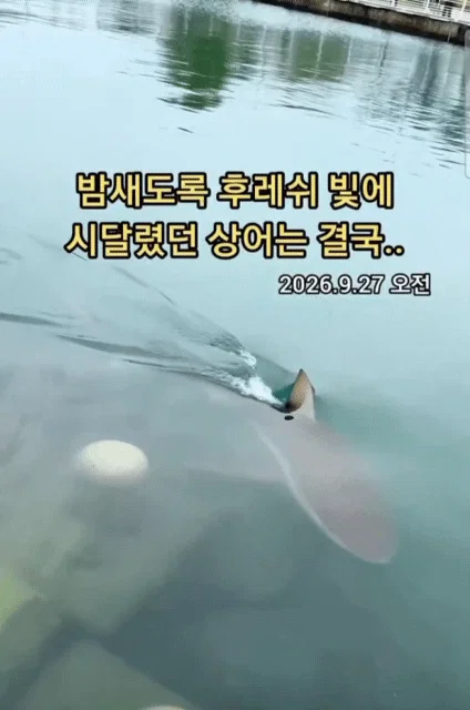 부산 상어 부캉이의 인기가 높아지면서 나타나는...... (10)