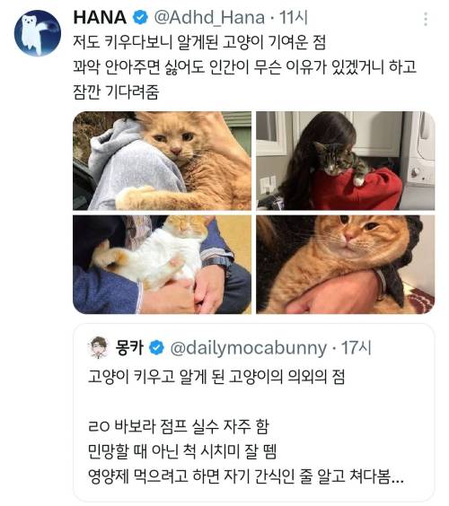 고양이 키우고 알게 된 고양이의 의외의 점