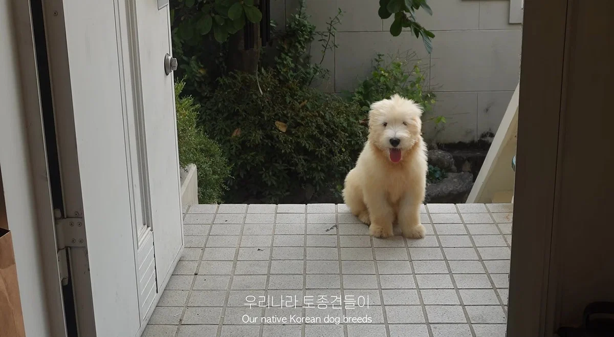 마치 참쌀선과 쌀로별같이 생긴 던네 아는 강아지 햇반이 (6)