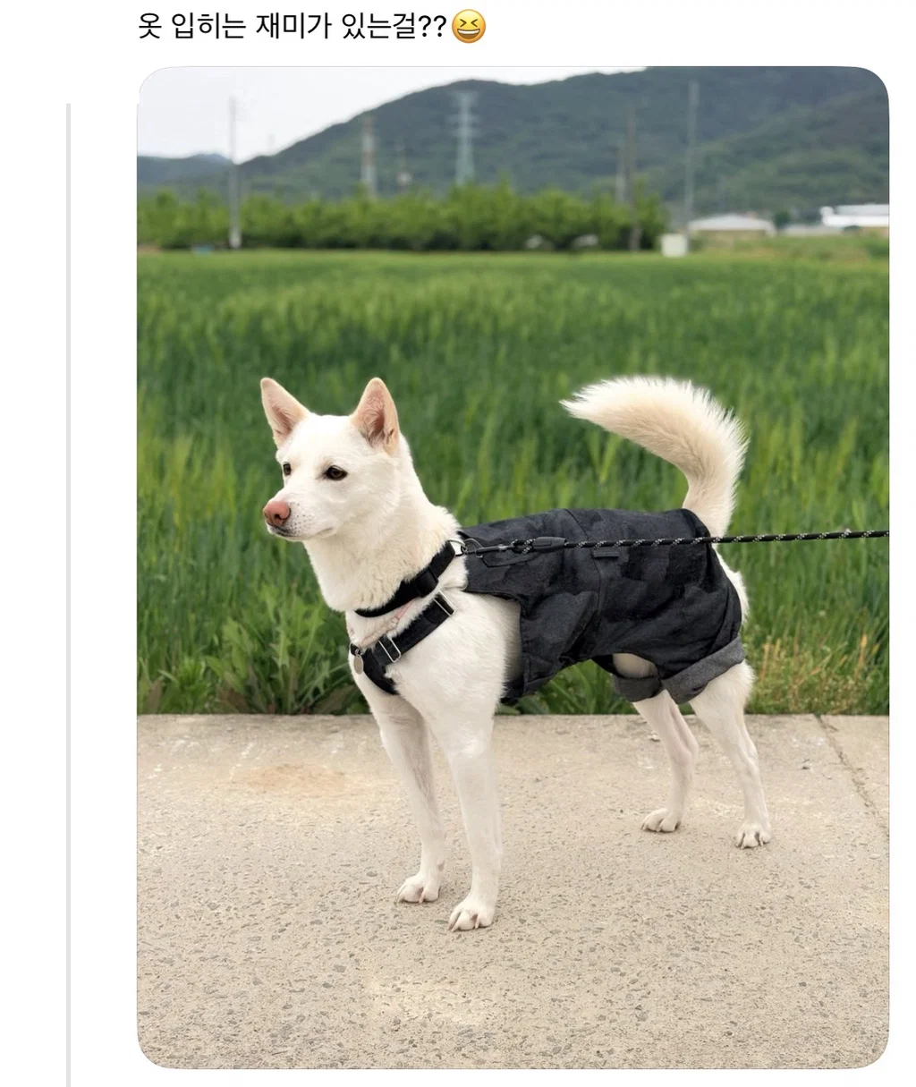 강아지 옷 샀는데 너무 과한가..? (9)