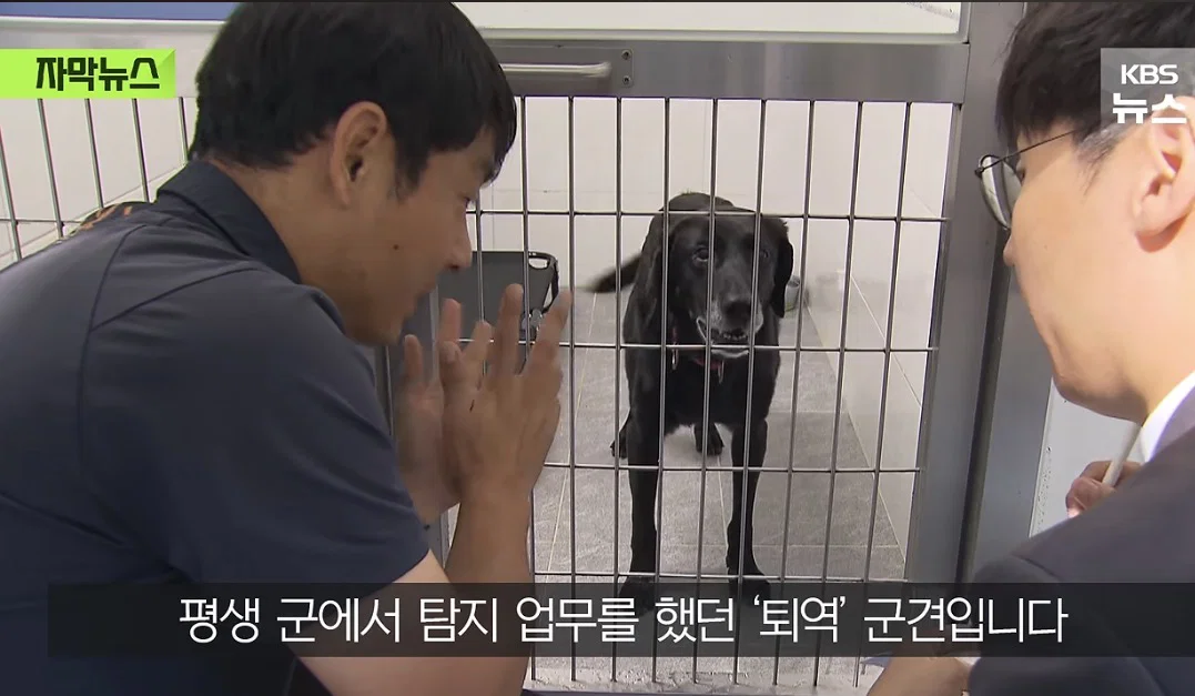 저도 국가 위해 일했어요..은퇴 후 갈곳 잃은 군견 (2)