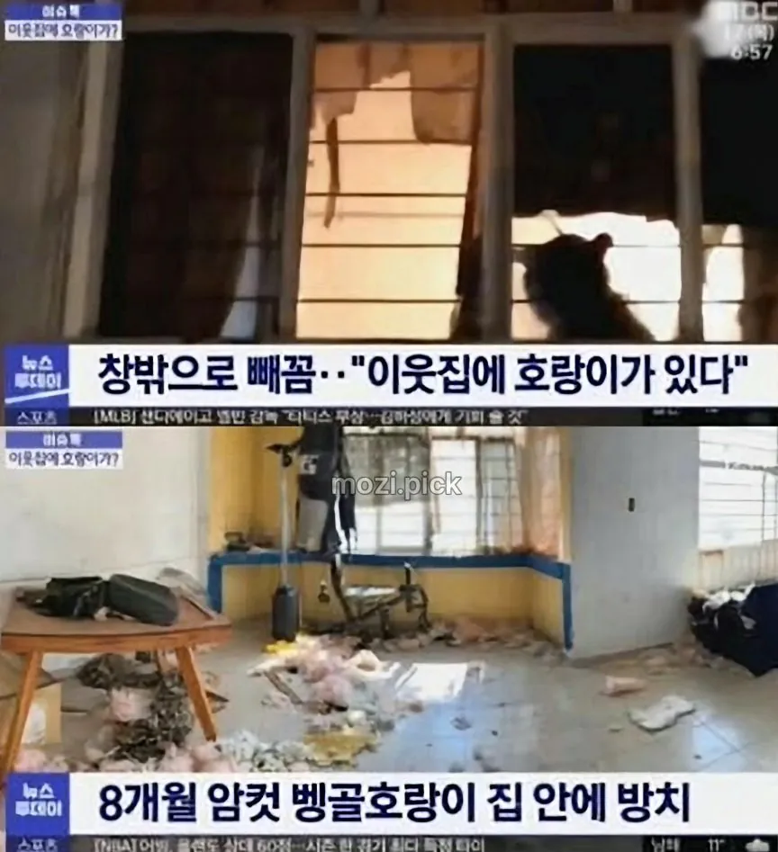 그림자 보고 집에 호랑이 있다고 신고 (2)
