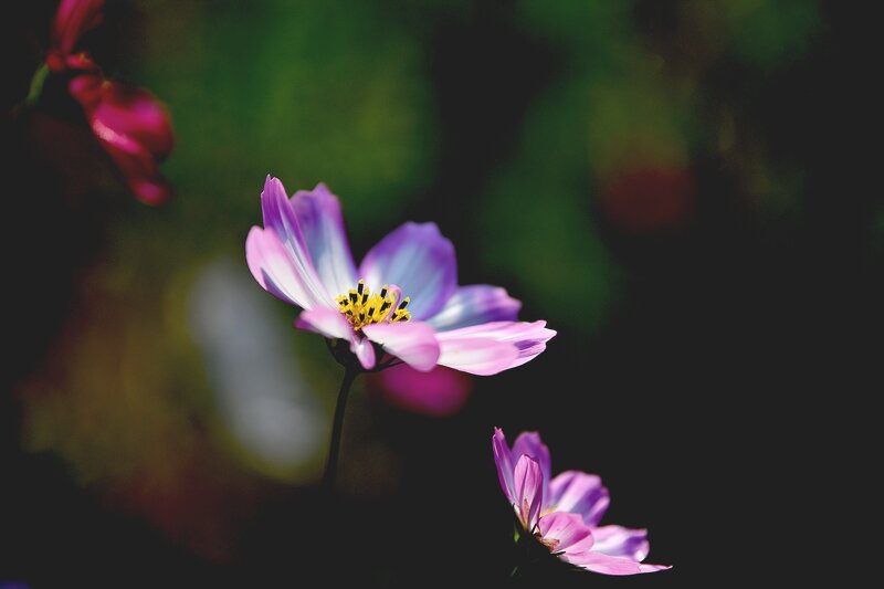 코스모스 사진 몇 장 (5)