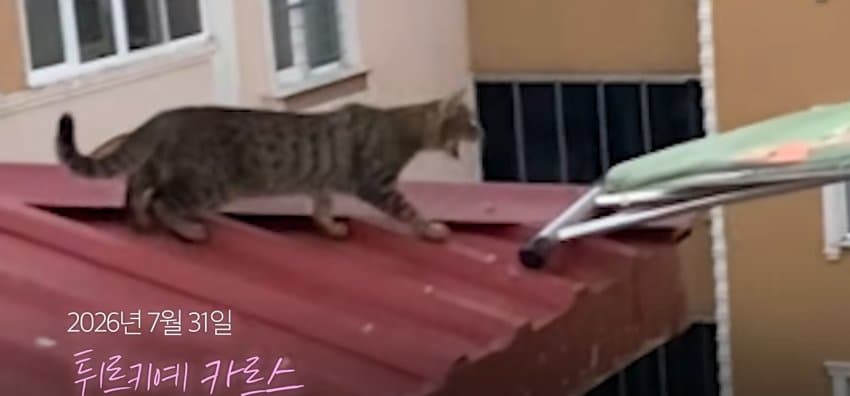 의문의 도구로, 지붕 위 고양이 구한 친구들