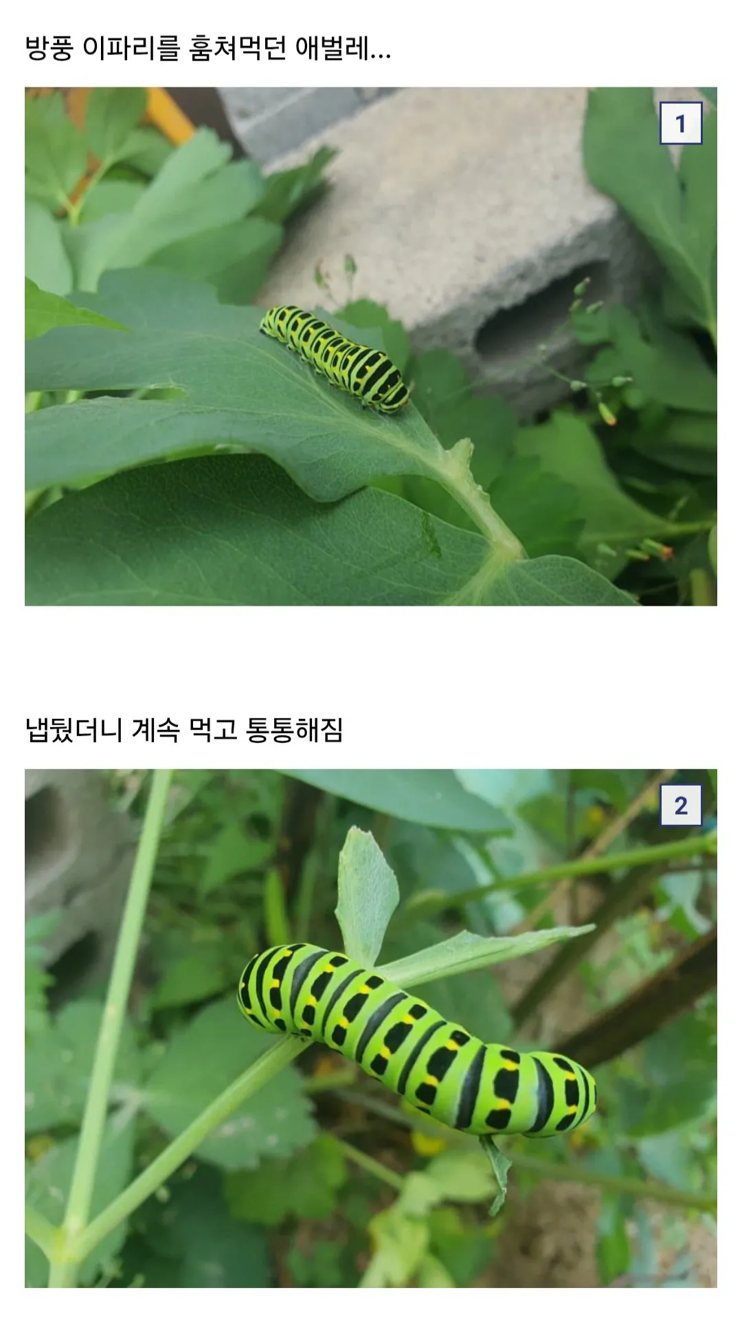애벌레 잡아서 나비까지 키운 사람
