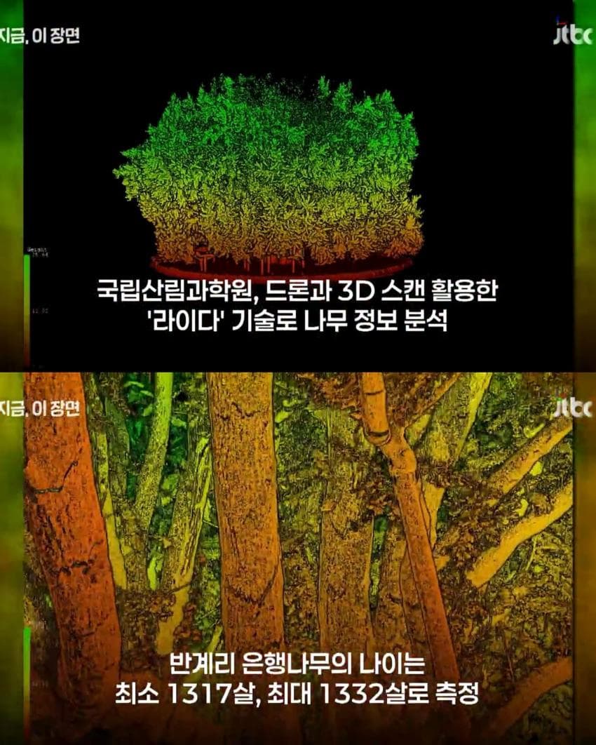 800살 은행나무 거짓으로 밝혀짐 (4)