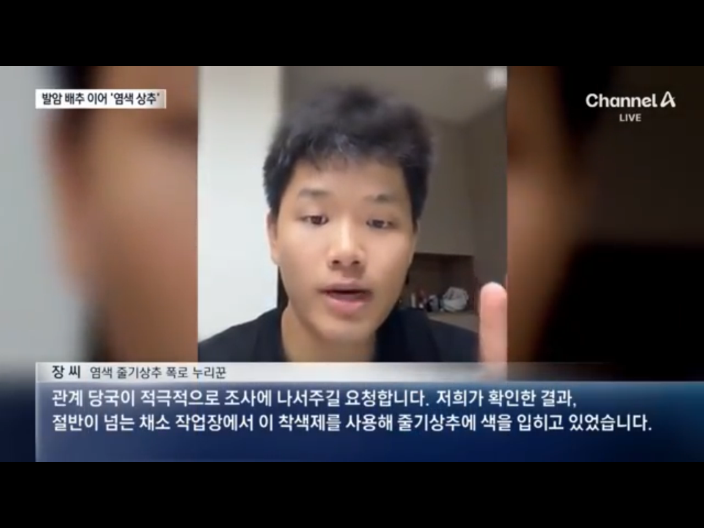 배추에 이어 염색상추 ㄷ ㄷ (4)