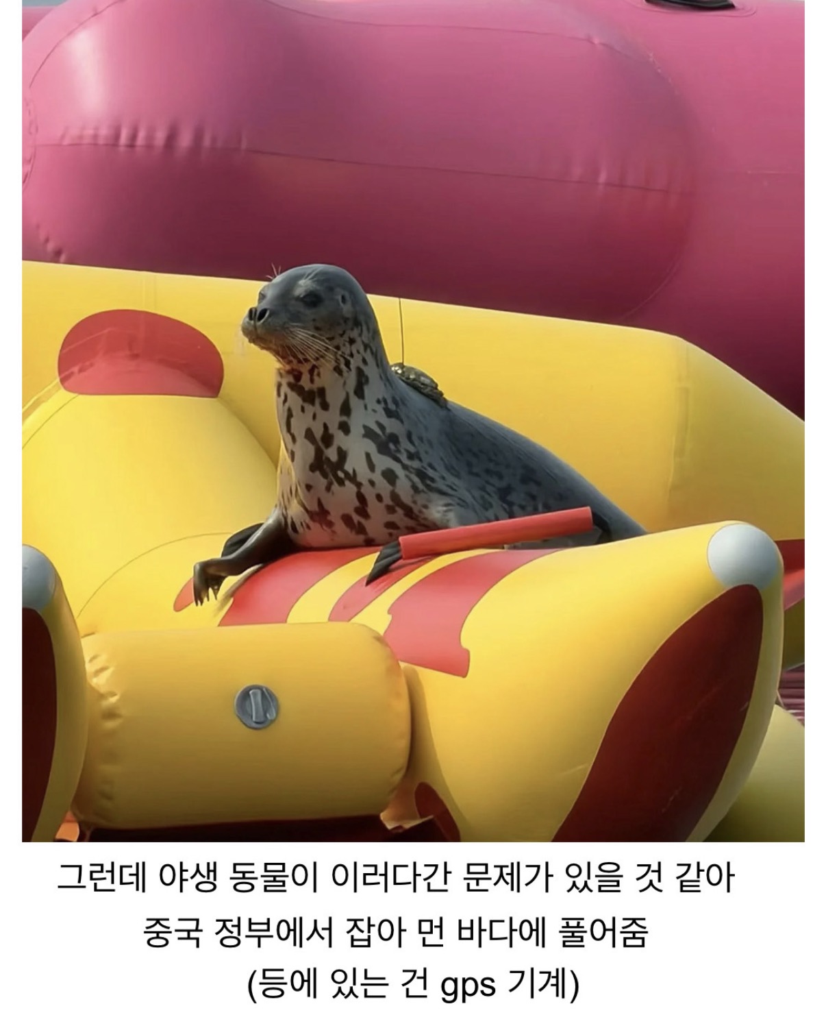 한국에는 부킹이,중국에는 나나 (4)