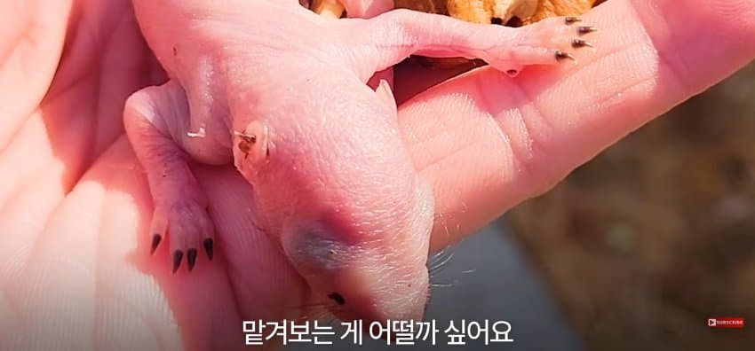 어미 다람쥐에게 갈곳 잃은 새끼 보여줬더니.. (13)